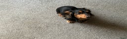 Dachshund dogs for stud: Long haired miniature dachshund for stud - Advert 2