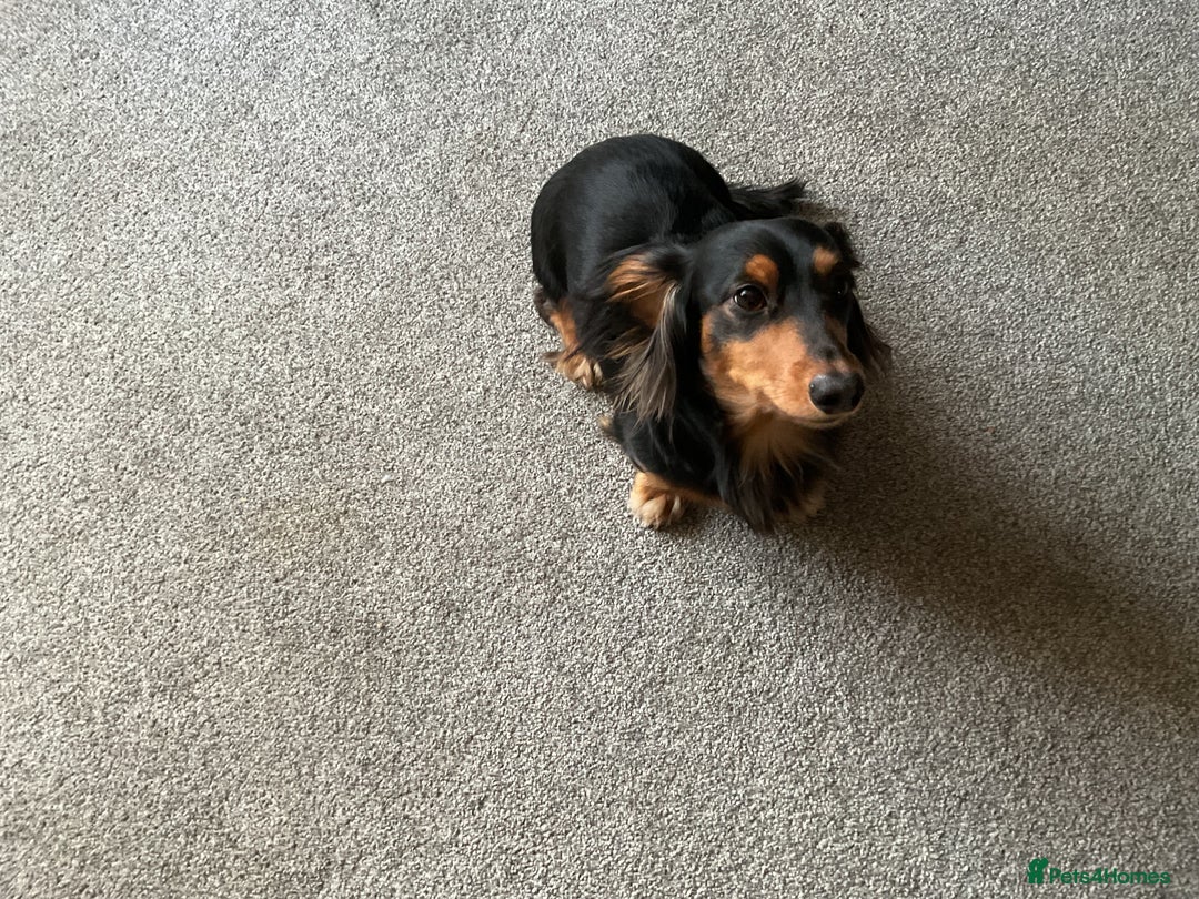 Dachshund dogs for stud: Long haired miniature dachshund for stud - Advert 2