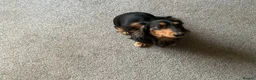 Dachshund dogs for stud: Long haired miniature dachshund for stud - Advert 2