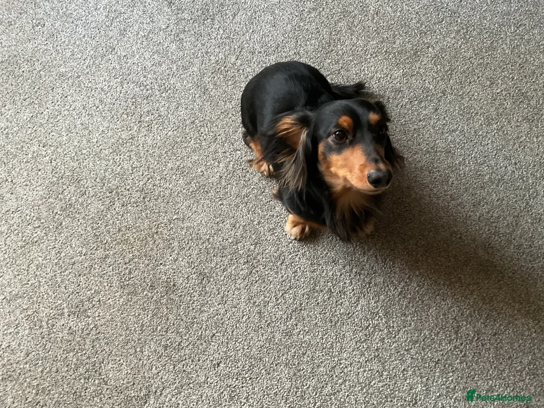 Dachshund dogs for stud: Long haired miniature dachshund for stud - Advert 2