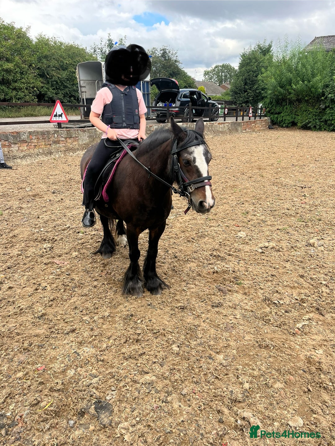 Irish Cob horses for sale: 💕sally💕 11.2h mare ride and drive   - Image 3