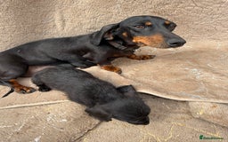 Doxiepoo dogs for sale: Daxi poos - Image 24