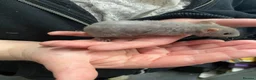 Rat rodents for sale: Baby rats - Advert 11