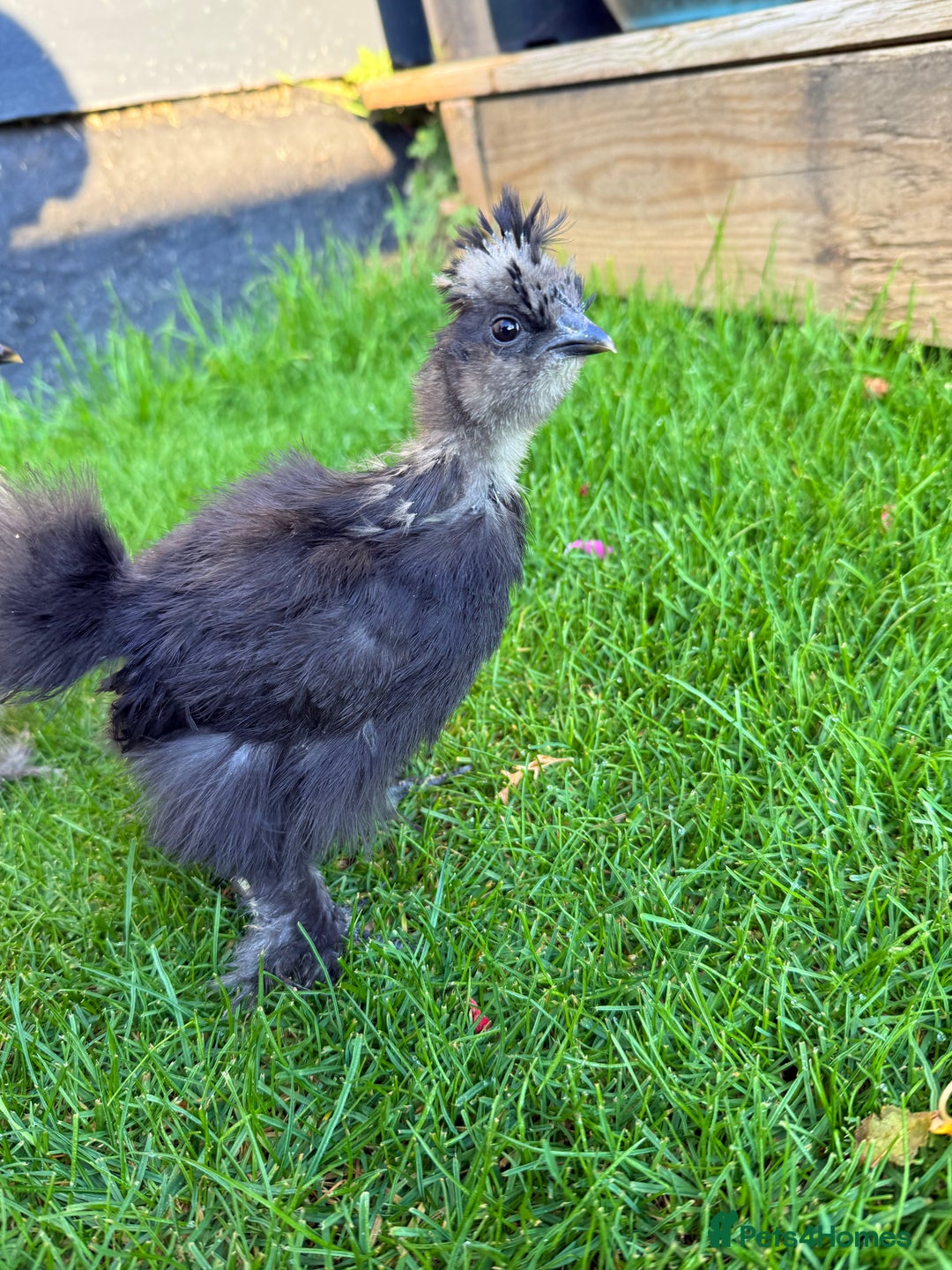 Chickens poultry for sale: For sale Silkie bantams unsexed  - Image 4