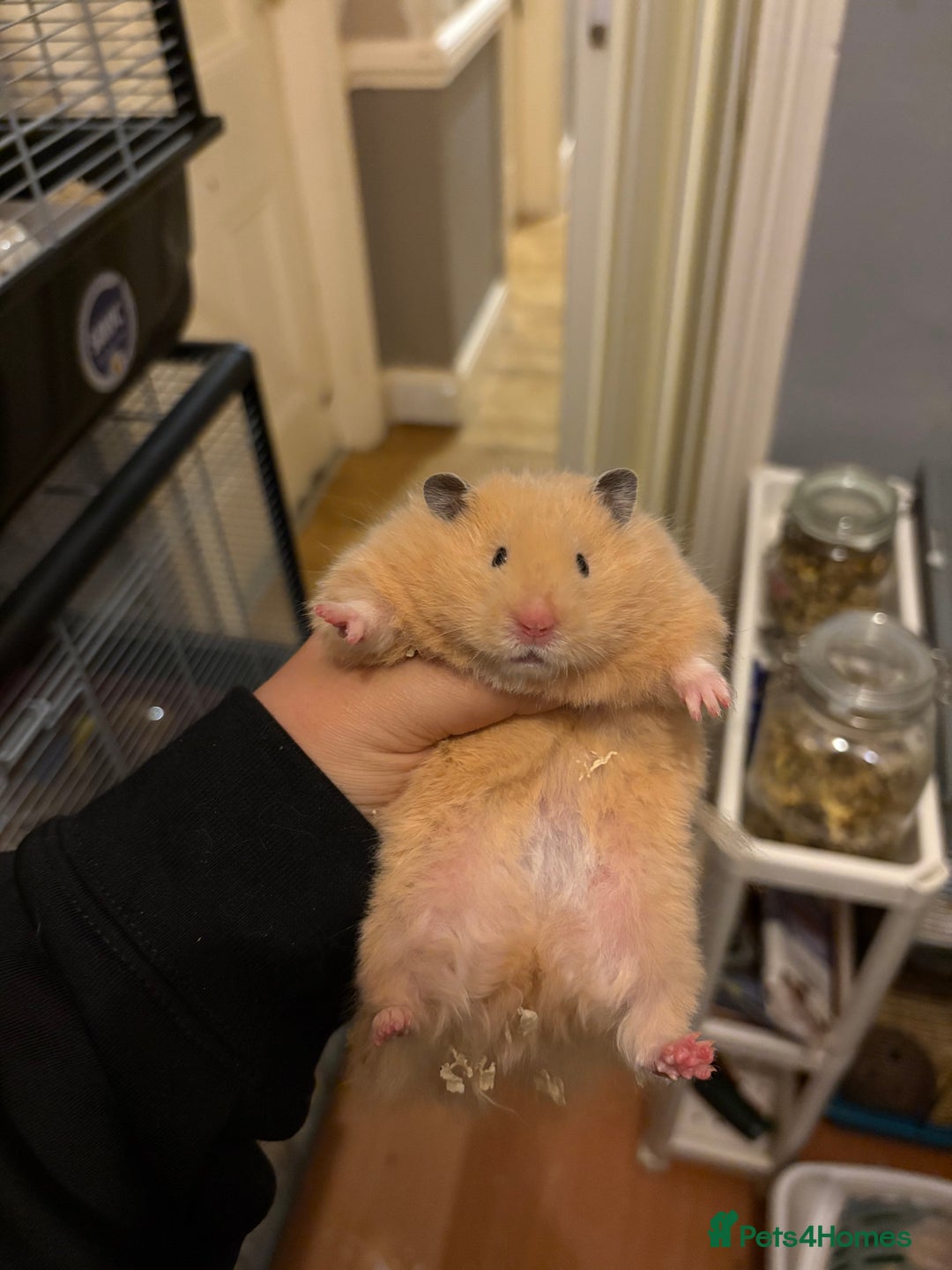 Hamster rodents for sale: Pedigree Syrian hamster waiting list🐹 - Advert 7