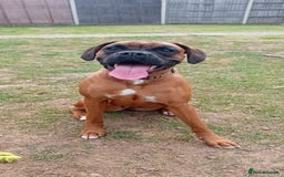Boxer dogs for sale: Female boxer for sale  - Image 2