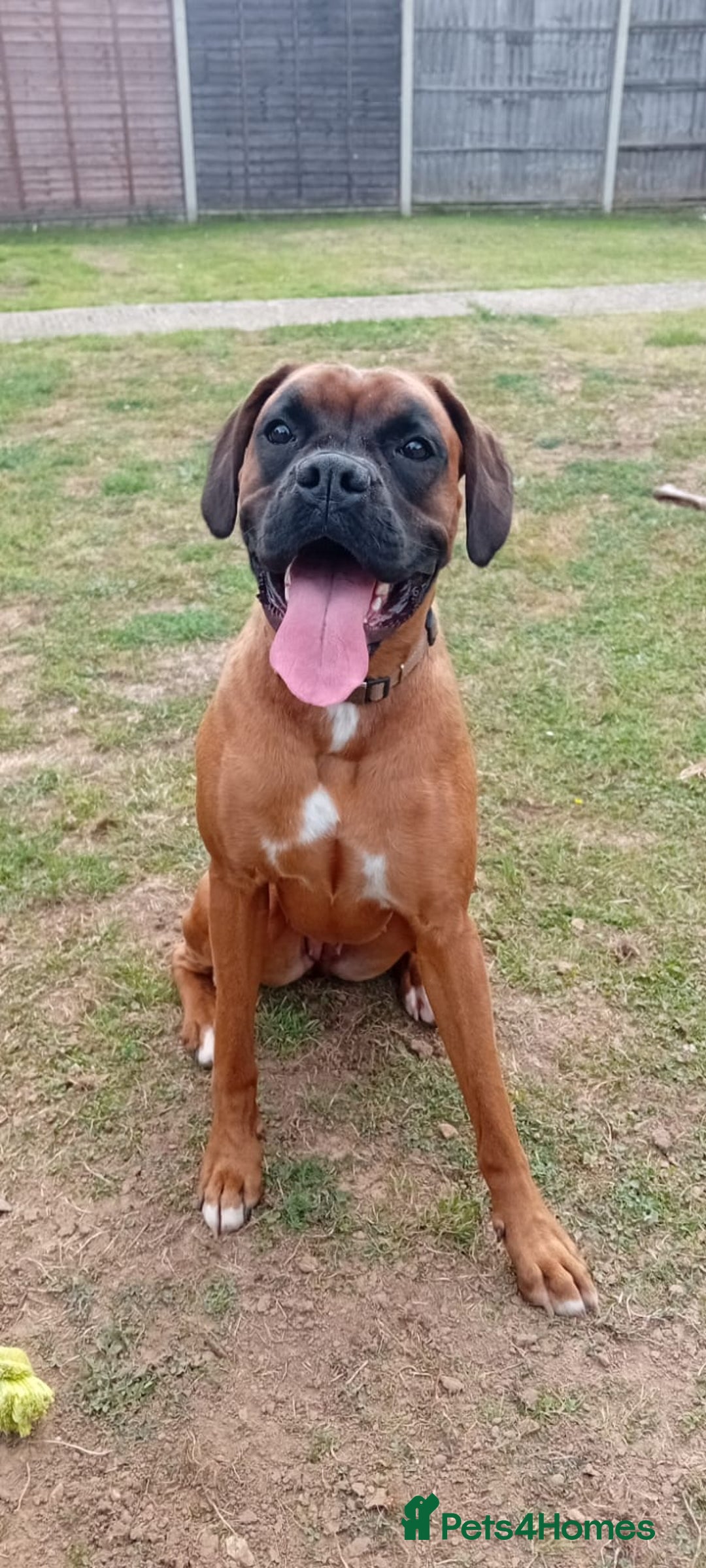Boxer dogs for sale: Female boxer for sale  - Image 2