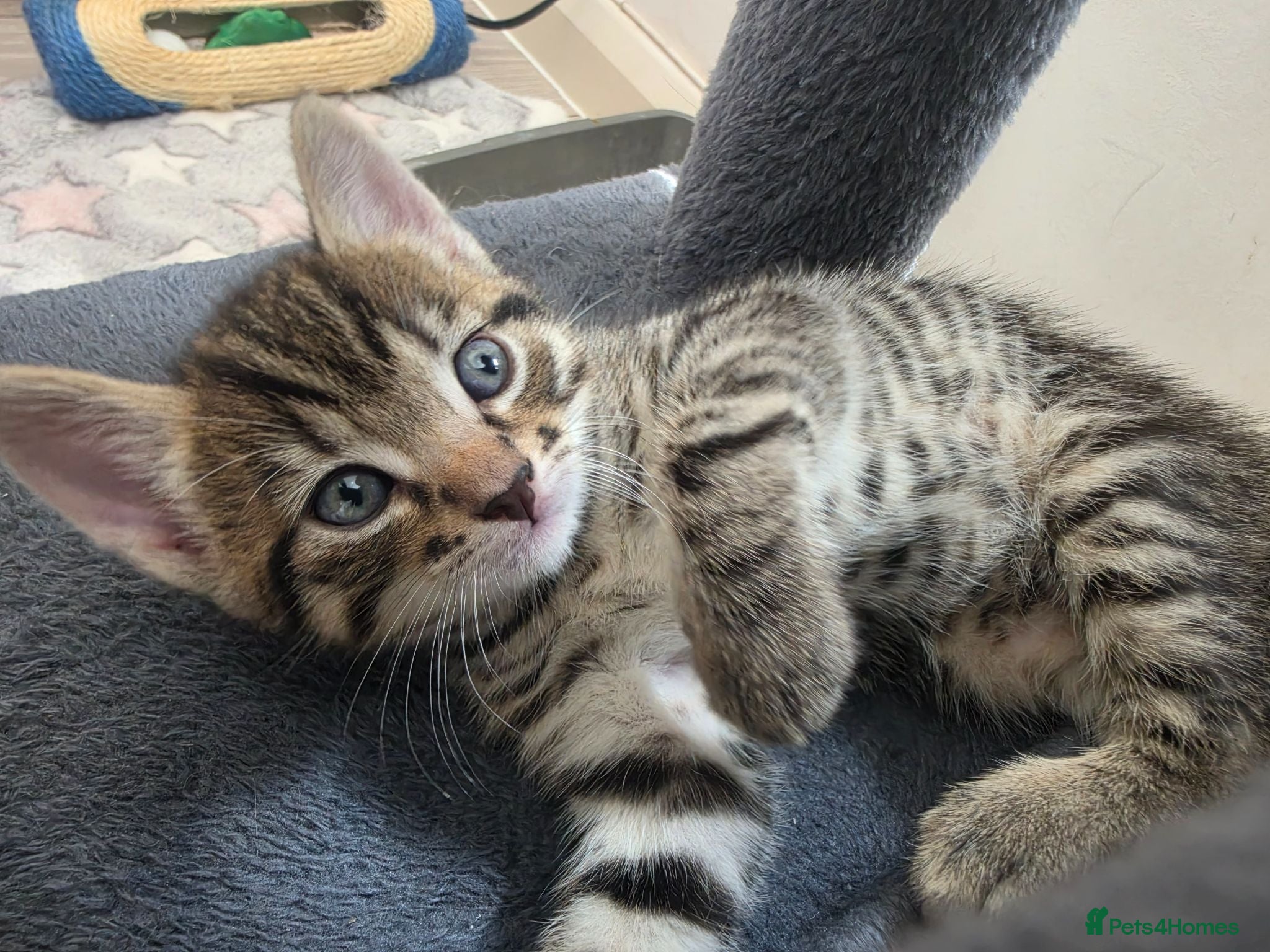 Mixed Breed cats 3 stunning boy kittens - Advert 1