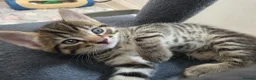 Mixed Breed cats for sale: 3 stunning boy kittens  - Advert 20