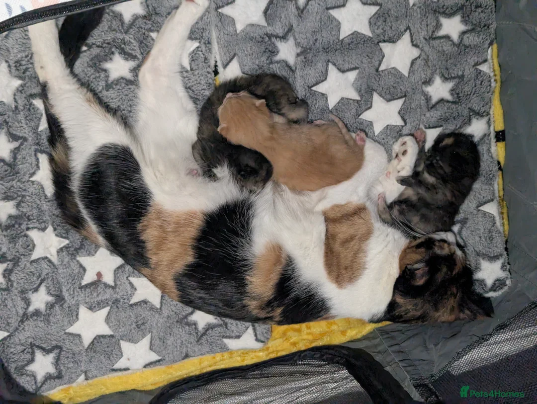 Maine Coon cats for sale: 2 week old kittens - Advert 2