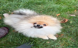 Pomeranian dogs for sale: Two tiny boys are looking for their home - Image 7