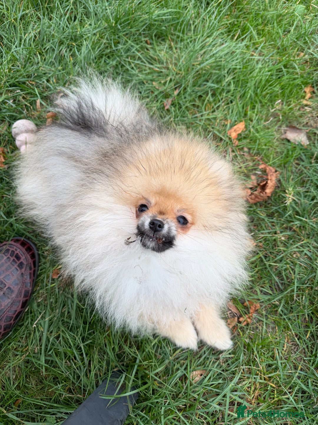 Pomeranian dogs for sale: Two tiny boys are looking for their home - Image 7