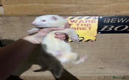 Ferret rodents for sale: Albino ferret kits  - Image 2