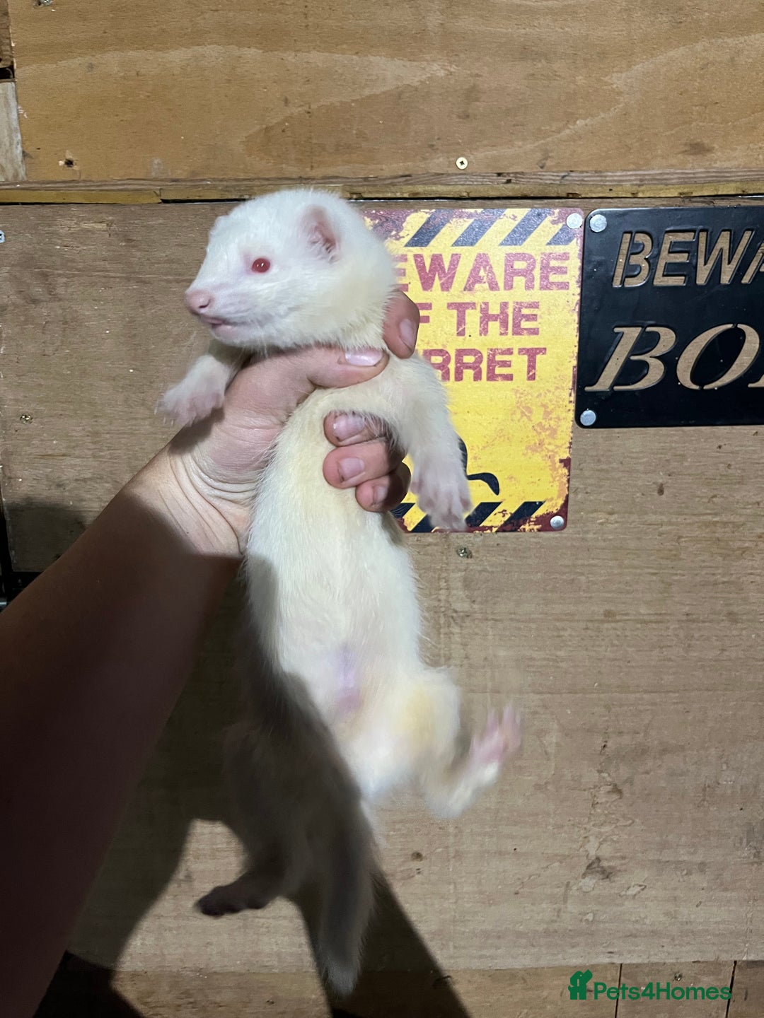 Ferret rodents for sale: Albino ferret kits  - Image 2