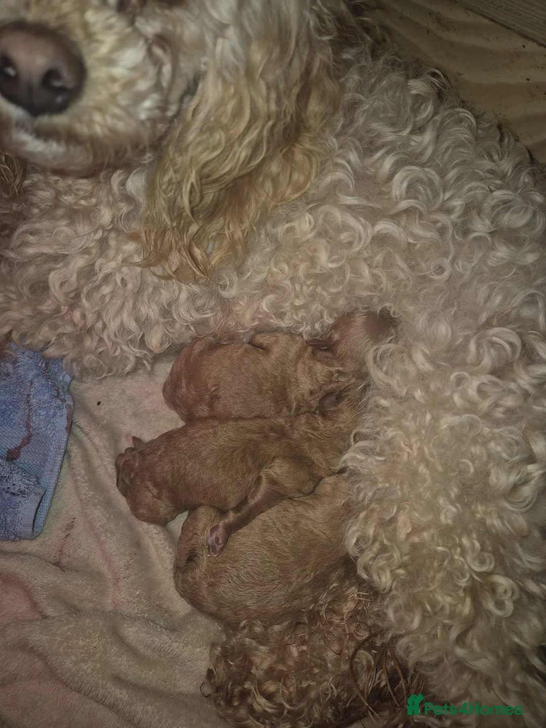 Maltipoo dogs for sale: Stunning maltipoo puppies - Advert 9