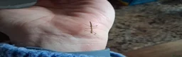Stick Insects invertebrates for sale: Baby stick insects for sale in Sheffield - Advert 1