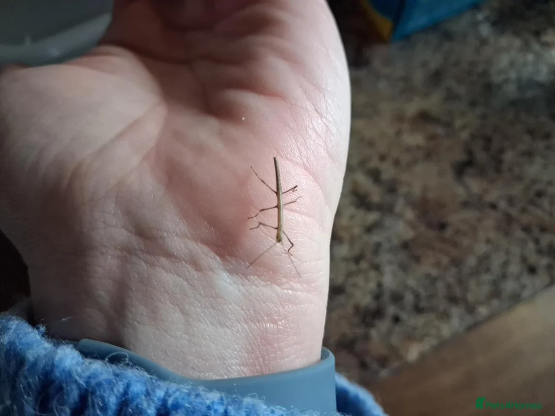 Stick Insects invertebrates for sale: Baby stick insects for sale in Sheffield - Advert 1
