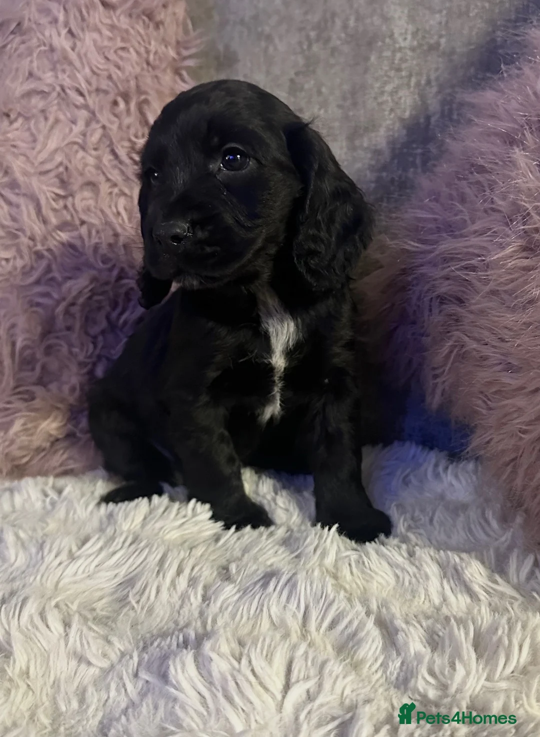 Cocker Spaniel dogs for sale: Stunning spaniel girls looking for forever homes - Advert 1