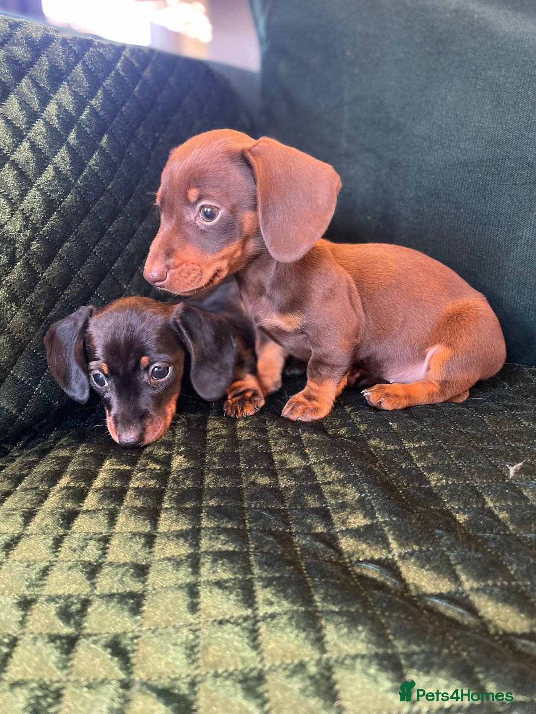 Dachshund dogs for sale: Beautiful dachshund puppies - Advert 7