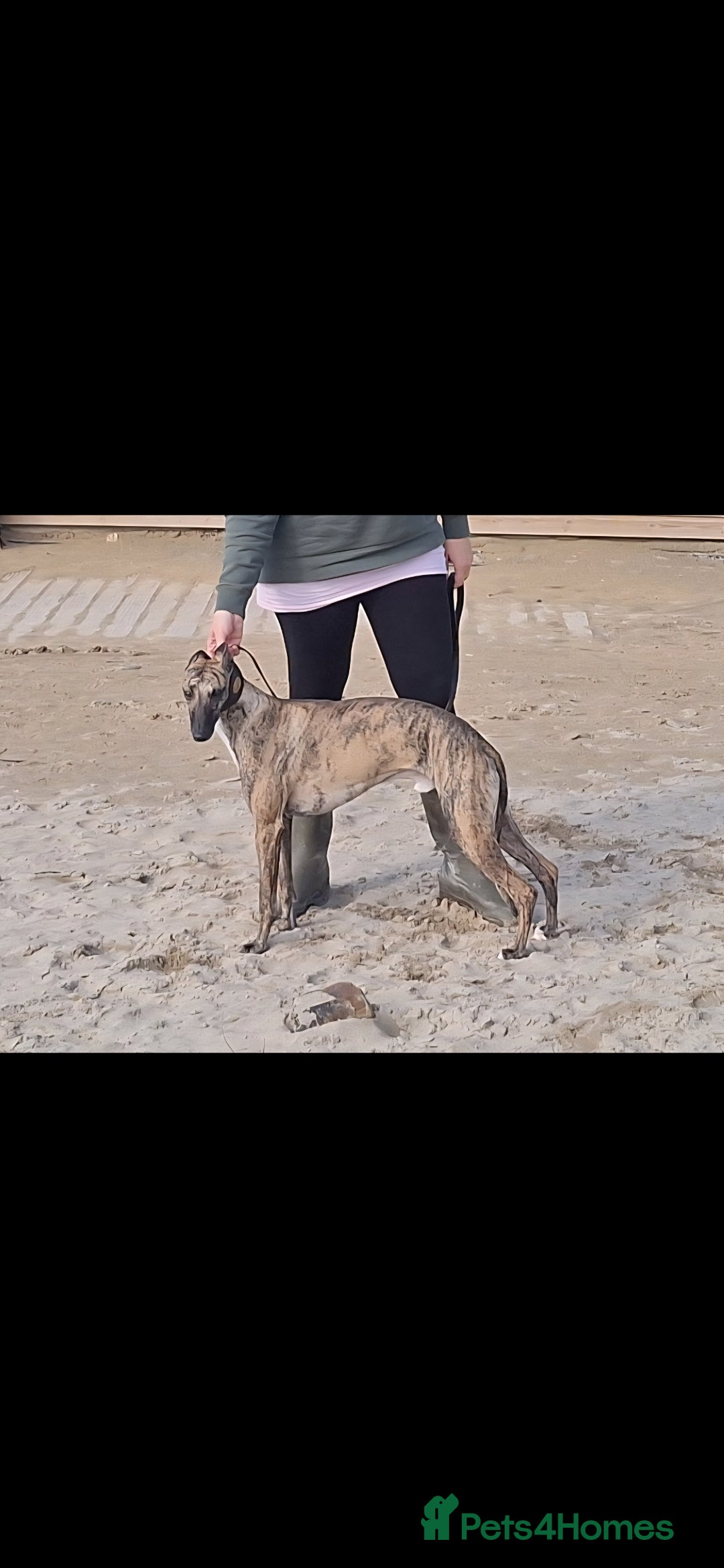 Whippet dogs for sale: 3/4 Whippet 1/4 Italian greyhound  - Image 11