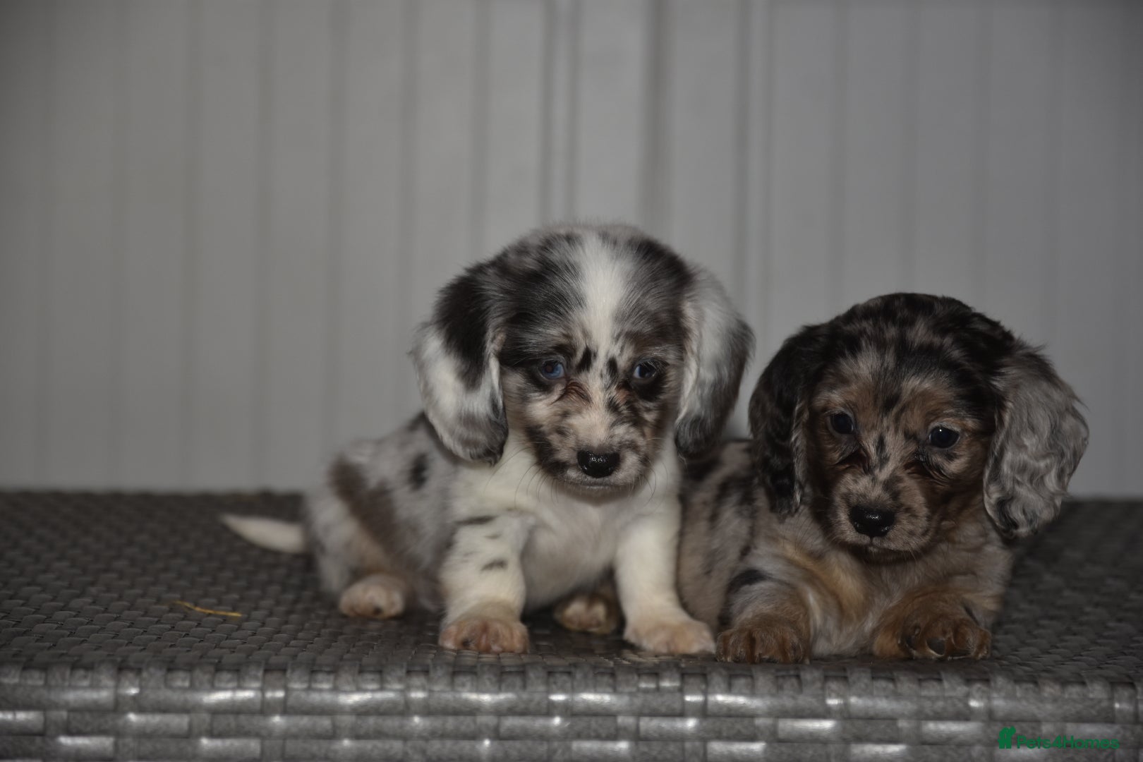 Dachshund dogs Super cute dachshund puppies - Advert 1