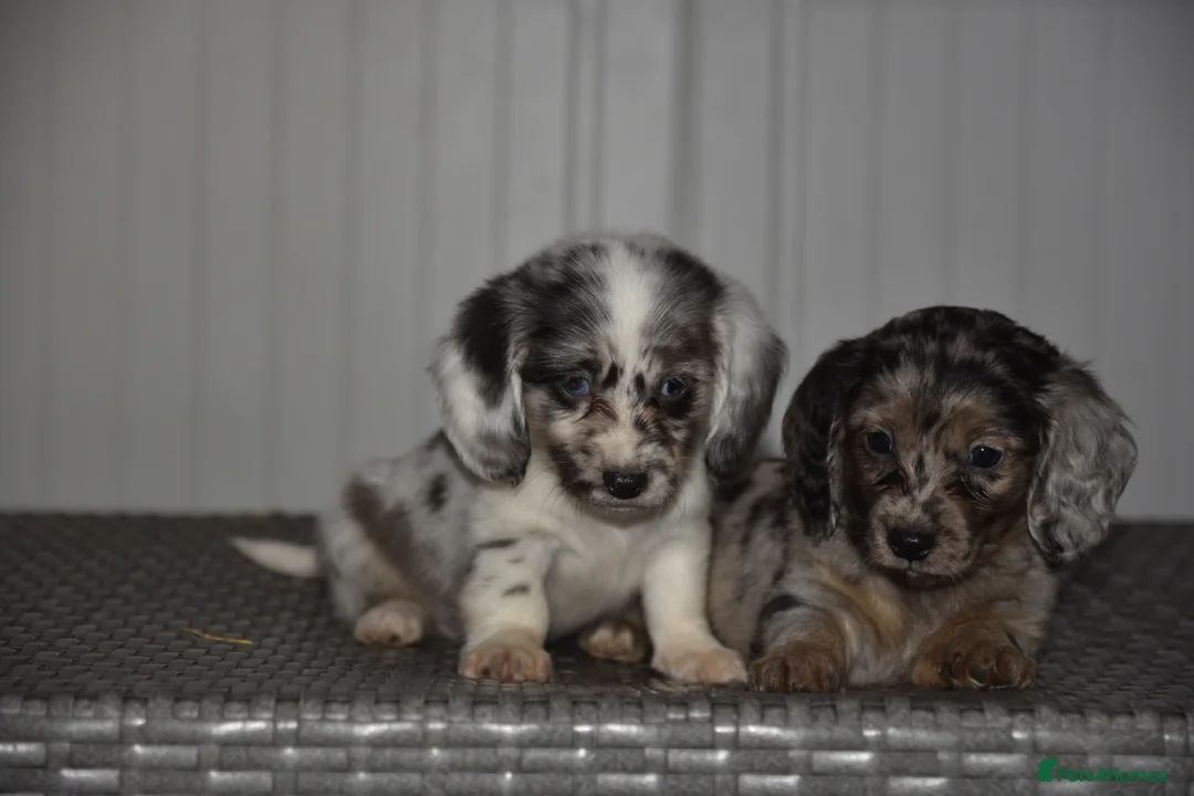 Dachshund dogs for sale: Super cute dachshund puppies - Advert 1