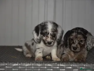 Dachshund dogs Super cute dachshund puppies - Advert 1