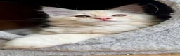 Maine Coon cats for sale: READY TO LEAVE Top quality Maine coon kittens - Advert 16