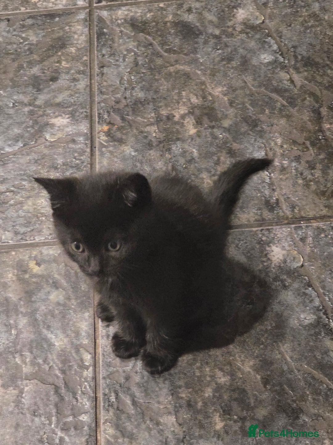 Mixed Breed cats for sale: Mum is a blue British shorthair  - Advert 4