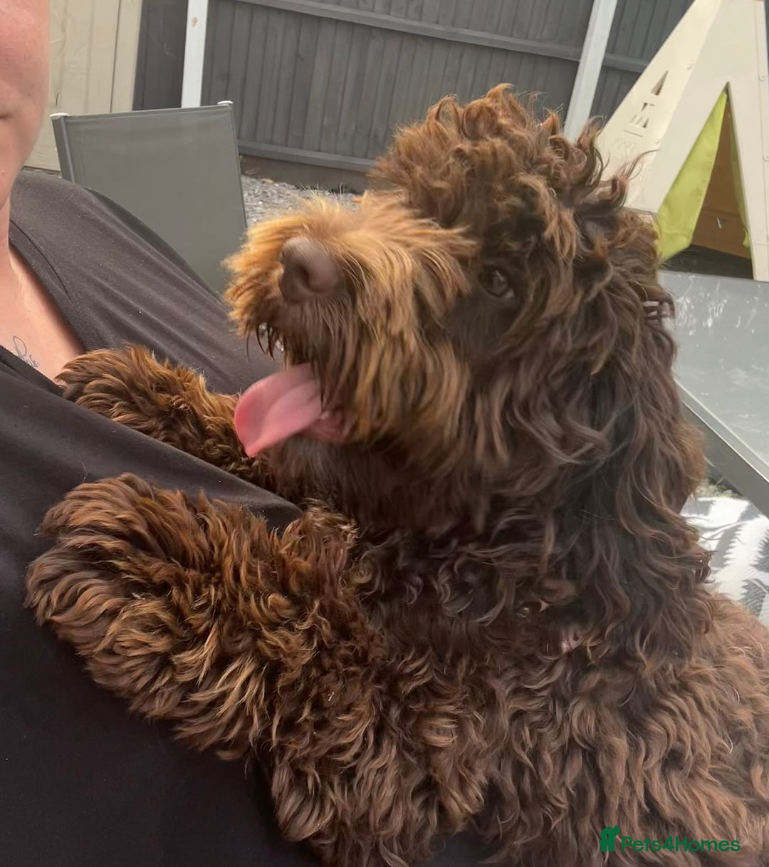 Cockapoo dogs for sale: One year old cockapoo looking for loving home  - Advert 3