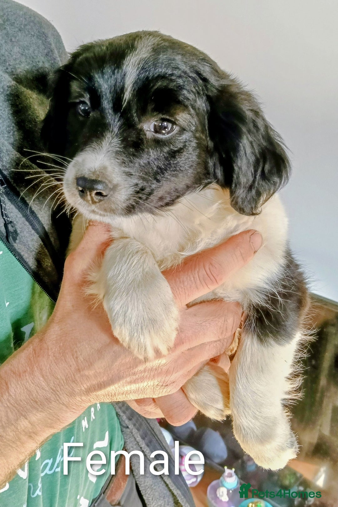 Mixed Breed dogs for sale: Three Springer Spaniel cross Puppies  - Image 1