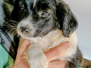 Mixed Breed dogs - Advert 1