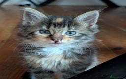 Maine Coon cats for sale: Maine Coon kittens  - Image 1