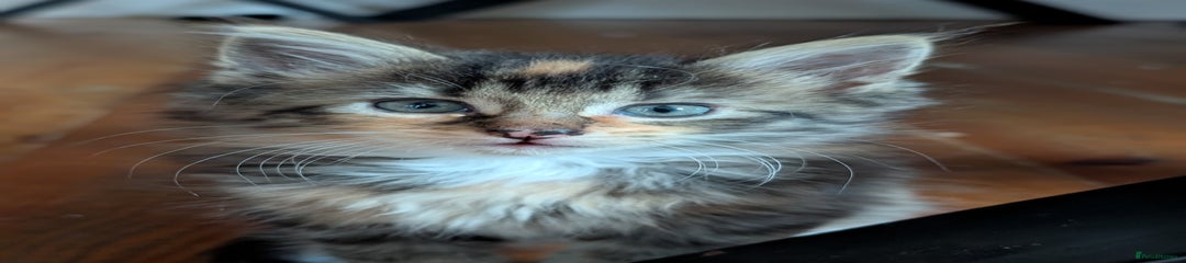 Maine Coon Kitten 1