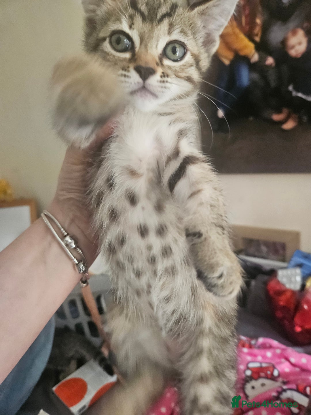 Mixed Breed cats for sale: Bengal cross kittens. 4 left!!! - Image 10