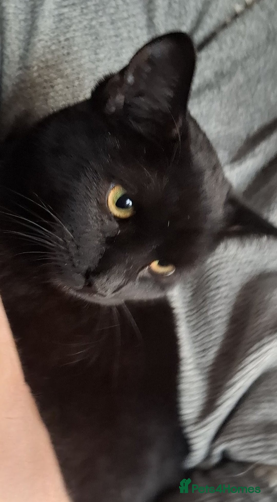 Domestic Shorthair cats for adoption: 🌼 DAFFODI IS LOOKING FOR HER FOREVER HOME 🌼 - Advert 1