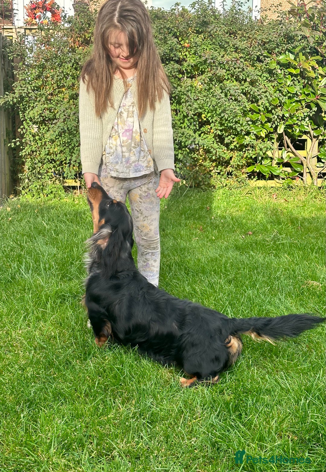Dachshund dogs for stud: Standard Silver Dapple Long Haired Dachshund Stud in Bishop Auckland - Advert 4