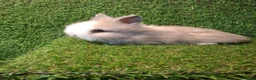 Lionhead rabbits for sale: LIONHEADS - Advert 4