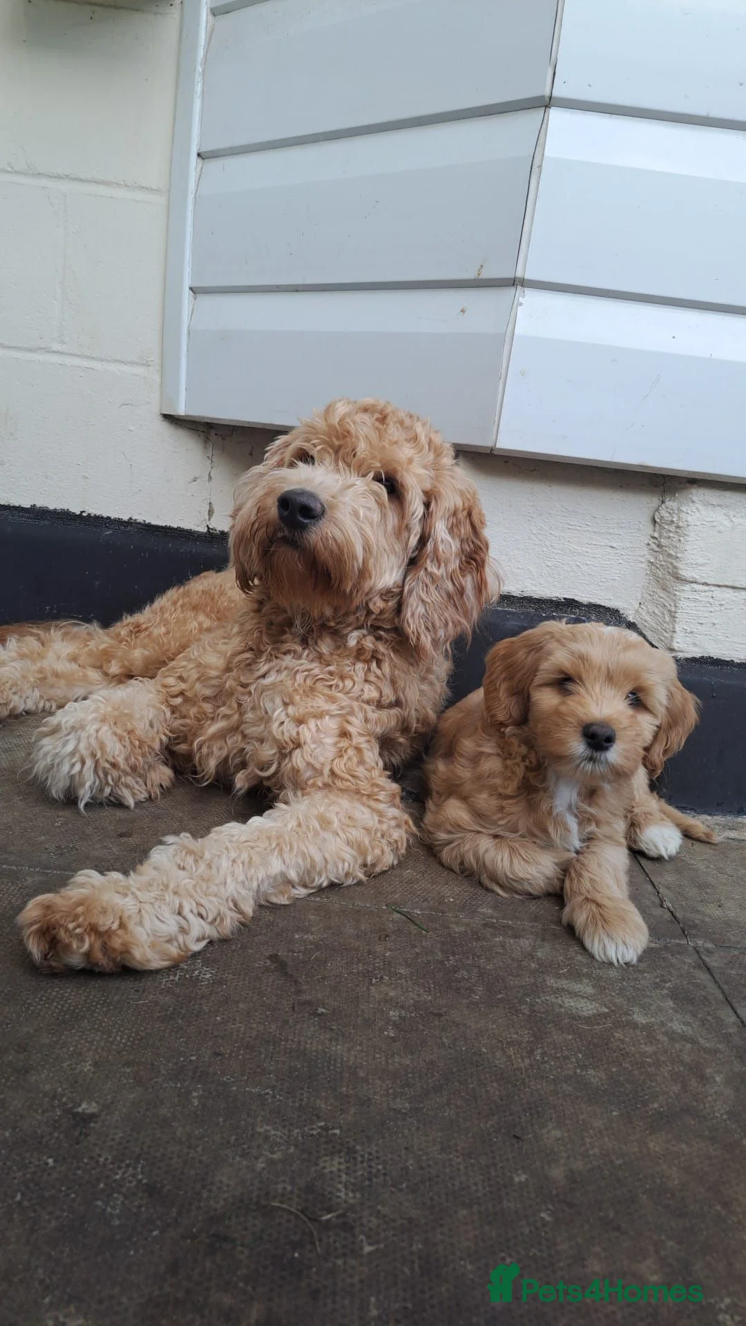 Australian Labradoodle dogs for sale: Rufus puppies  - Advert 2