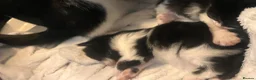 Mixed Breed cats for sale: Beautiful fluffy kittens  - Advert 33