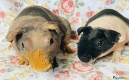 Guinea Pig rodents for sale: Pair of skinny pig baby boys ready now - Image 3