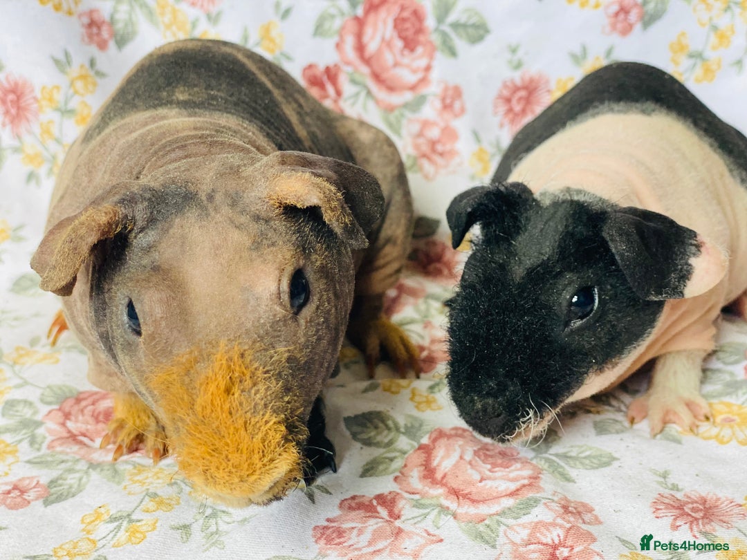 Guinea Pig rodents for sale: Pair of skinny pig baby boys ready now - Image 3