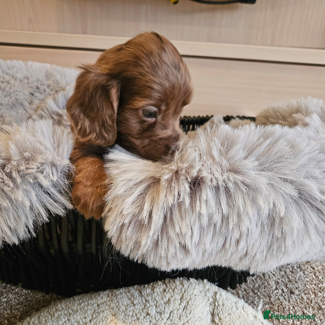 Cocker Spaniel dogs for sale: Rare Merle Working Type Cocker Spaniels - Advert 4