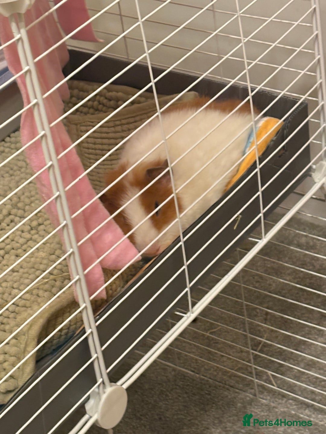 Guinea Pig rodents for sale: 2 6 month old female Guineapigs  - Advert 3