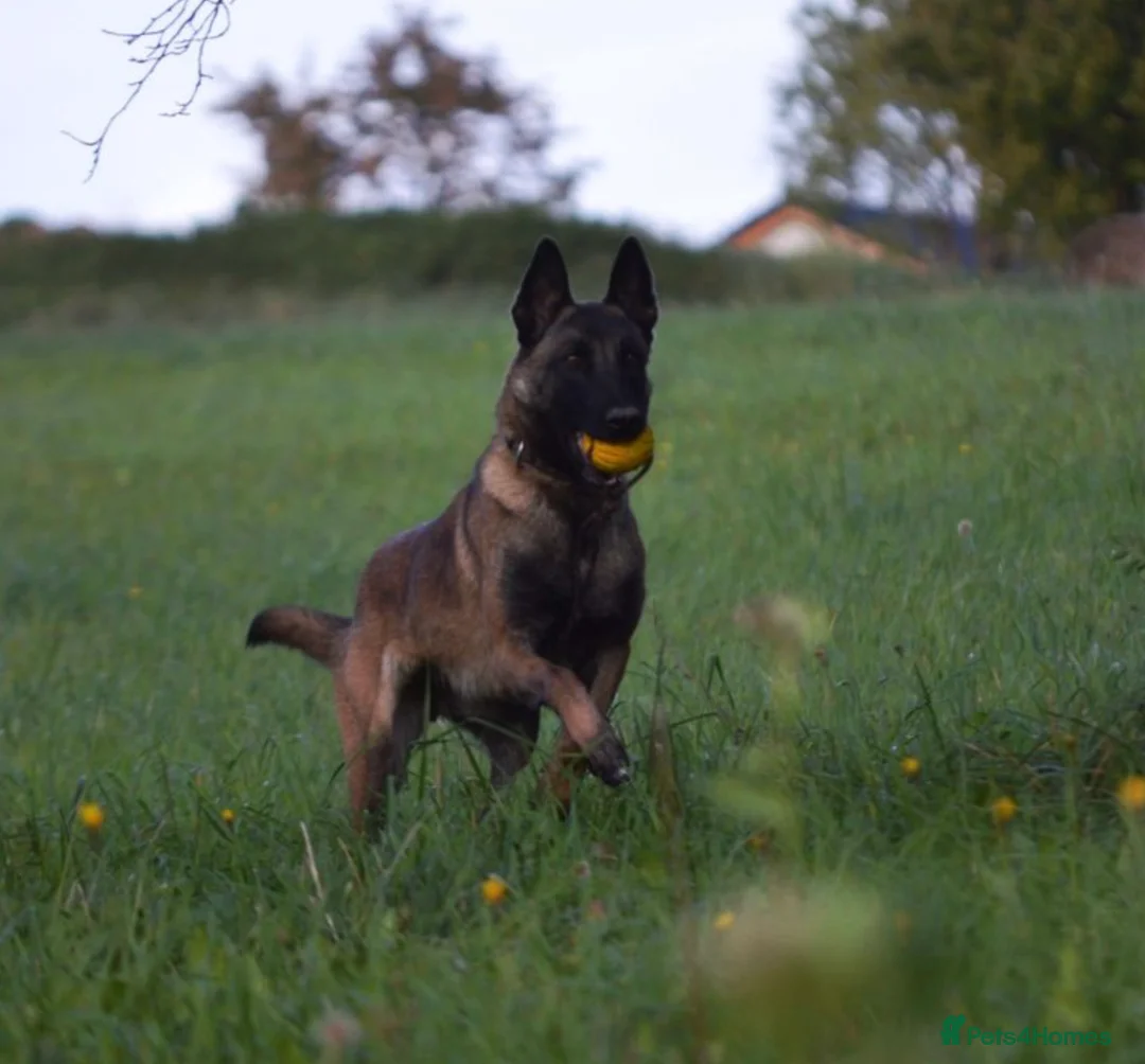 Belgian Shepherd Dog dogs for sale: Belgian Malinoi Female for Sale - Advert 2