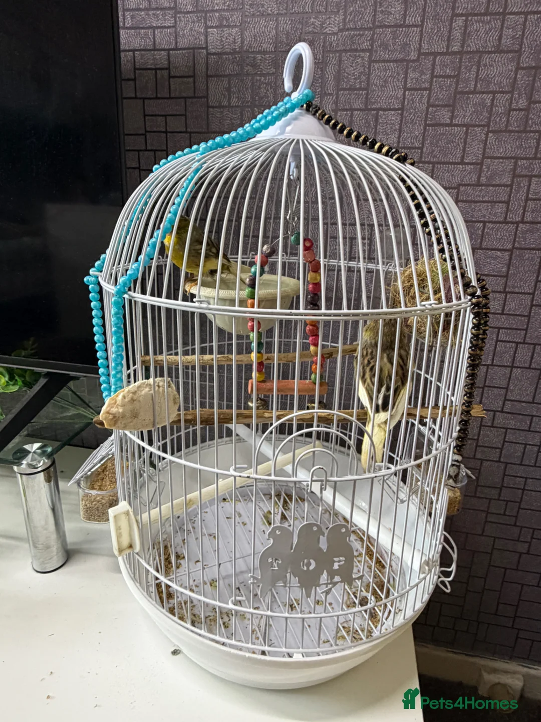 Canaries birds for sale: Canaries songbirds Pair Male and Female with cage  in Manchester - Advert 1