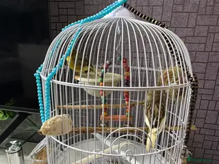 Canaries birds Canaries songbirds Pair Male and Female with cage - Advert 6