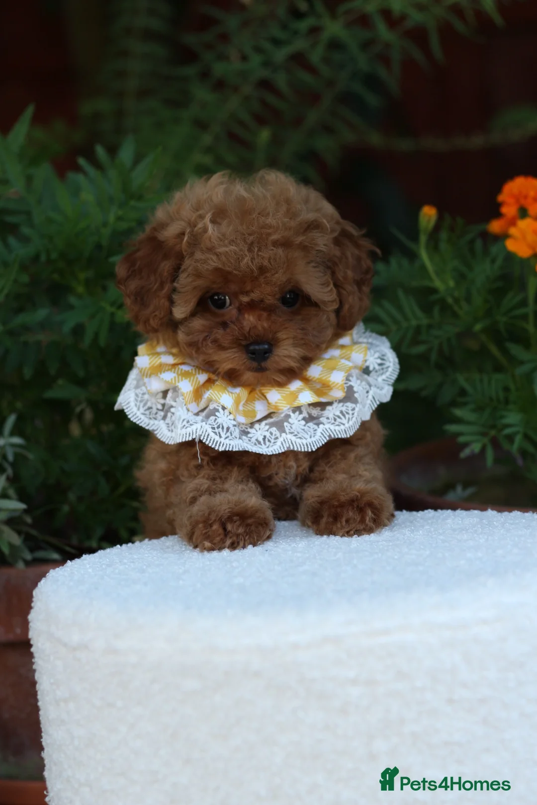 Toy Poodle dogs for sale: Stunning Asian Toy Poodle Puppies – Ready Now 🐾 - Advert 2