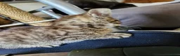 Mixed Breed cats for sale: Pebbles - Advert 5