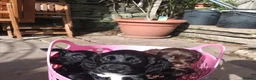 Cocker Spaniel dogs for sale: Working Cocker Spaniel Puppies boys and girls - Advert 5